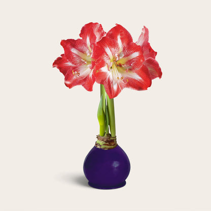 Jewel Tone Waxed Signature Amaryllis Bulb‎ with minerva blooms
