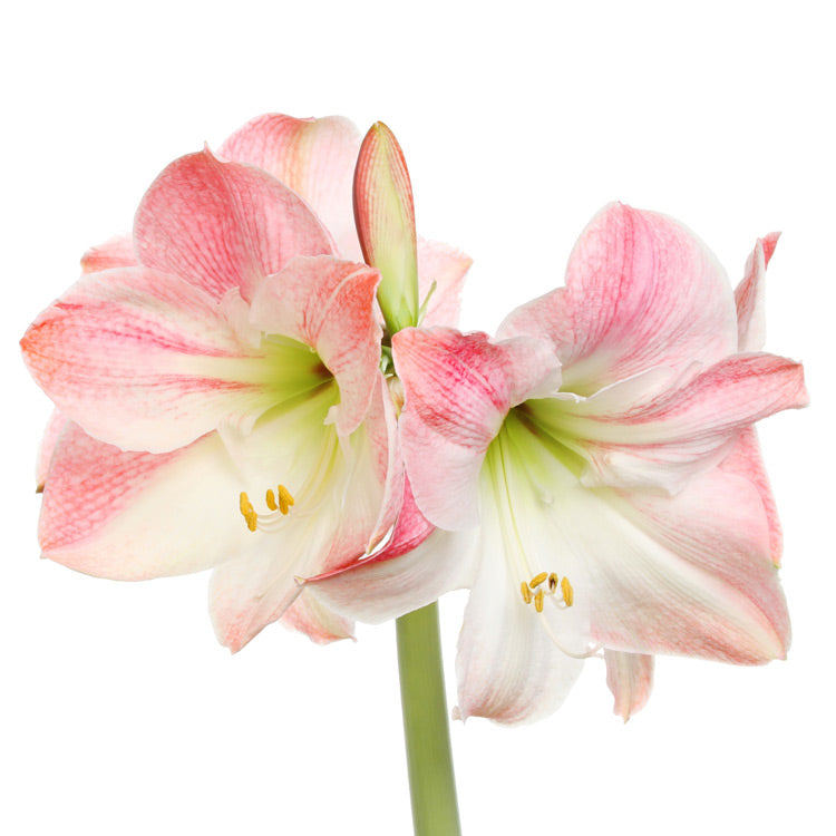 Hope Grows White Waxed Amaryllis Bulb Gift Set‎ in support of Breast Cancer Awareness Month