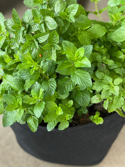 Mint to Be Giftable Garden