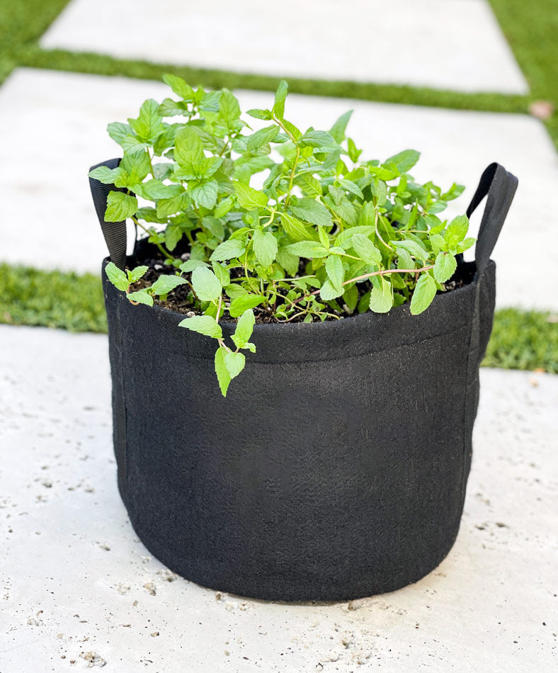 Mint to Be Giftable Garden