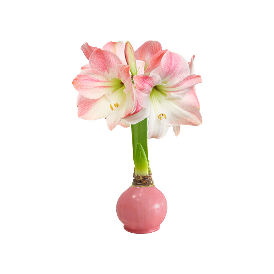 Winter Waxed Amaryllis Bulb‎ with appleblossom blooms