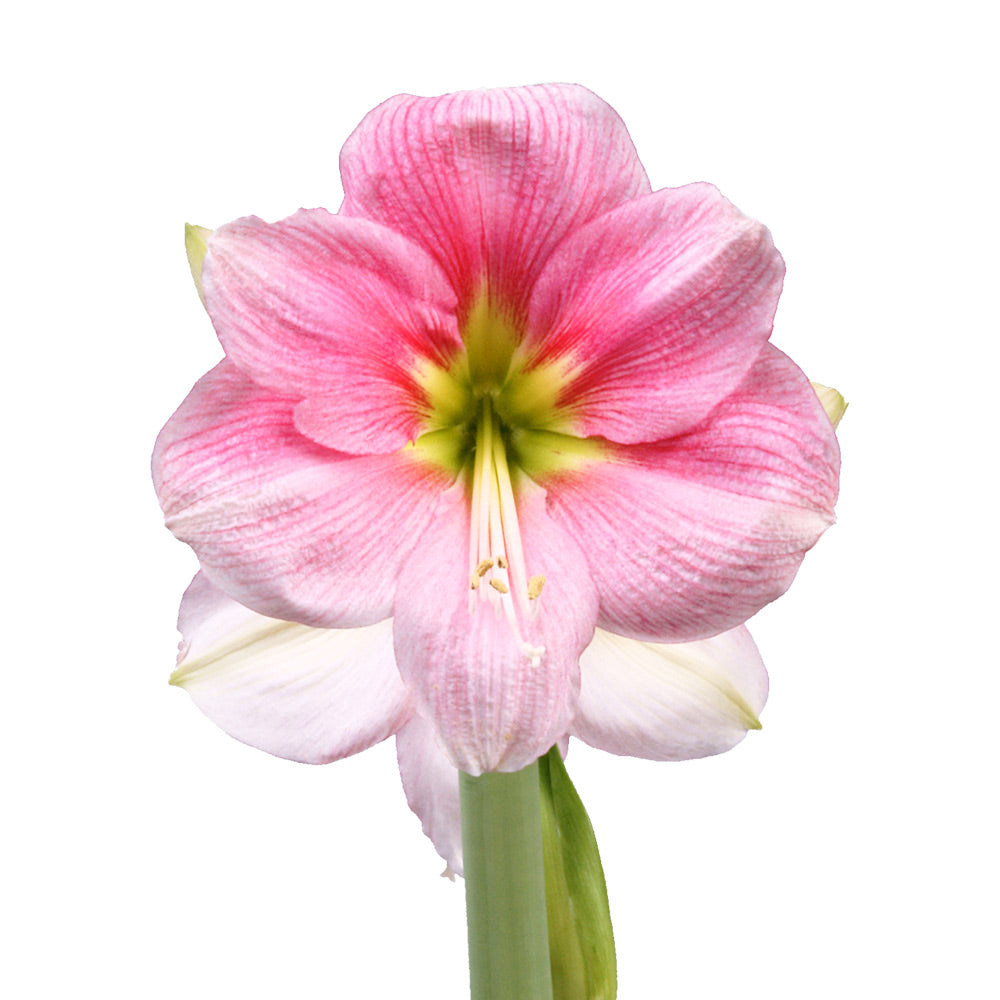 Unplanted Blushing Pink Amaryllis Bulb
