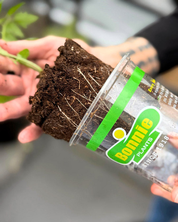 Pizza Garden Plant Collection