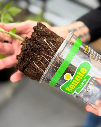 Pizza Garden Plant Collection