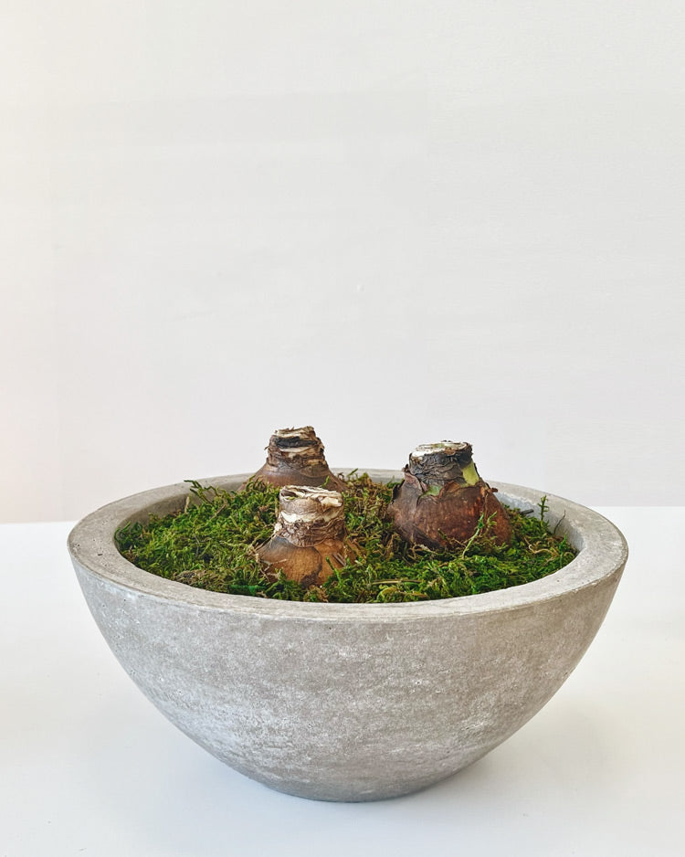 Bowl of White Alfresco Blooms