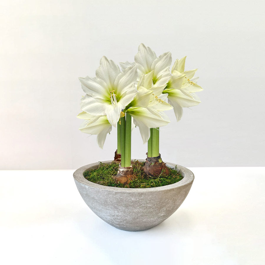 Bowl of White Blooms