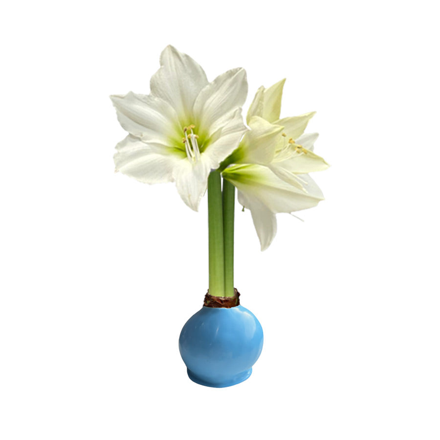 Spring Waxed Amaryllis Bulb‎ with white blooms