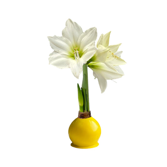 Spring Waxed Amaryllis Bulb‎ with white blooms