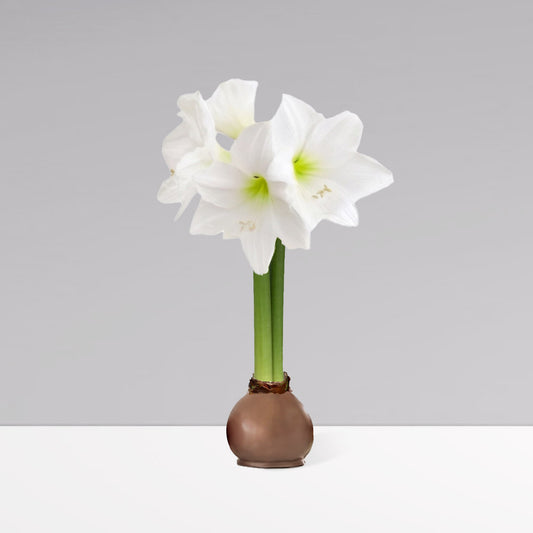 image of Fall Waxed Signature Amaryllis Bulb‎ with white blooms 