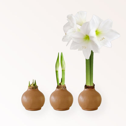 Fall Waxed Signature Amaryllis Bulb‎ with white blooms
