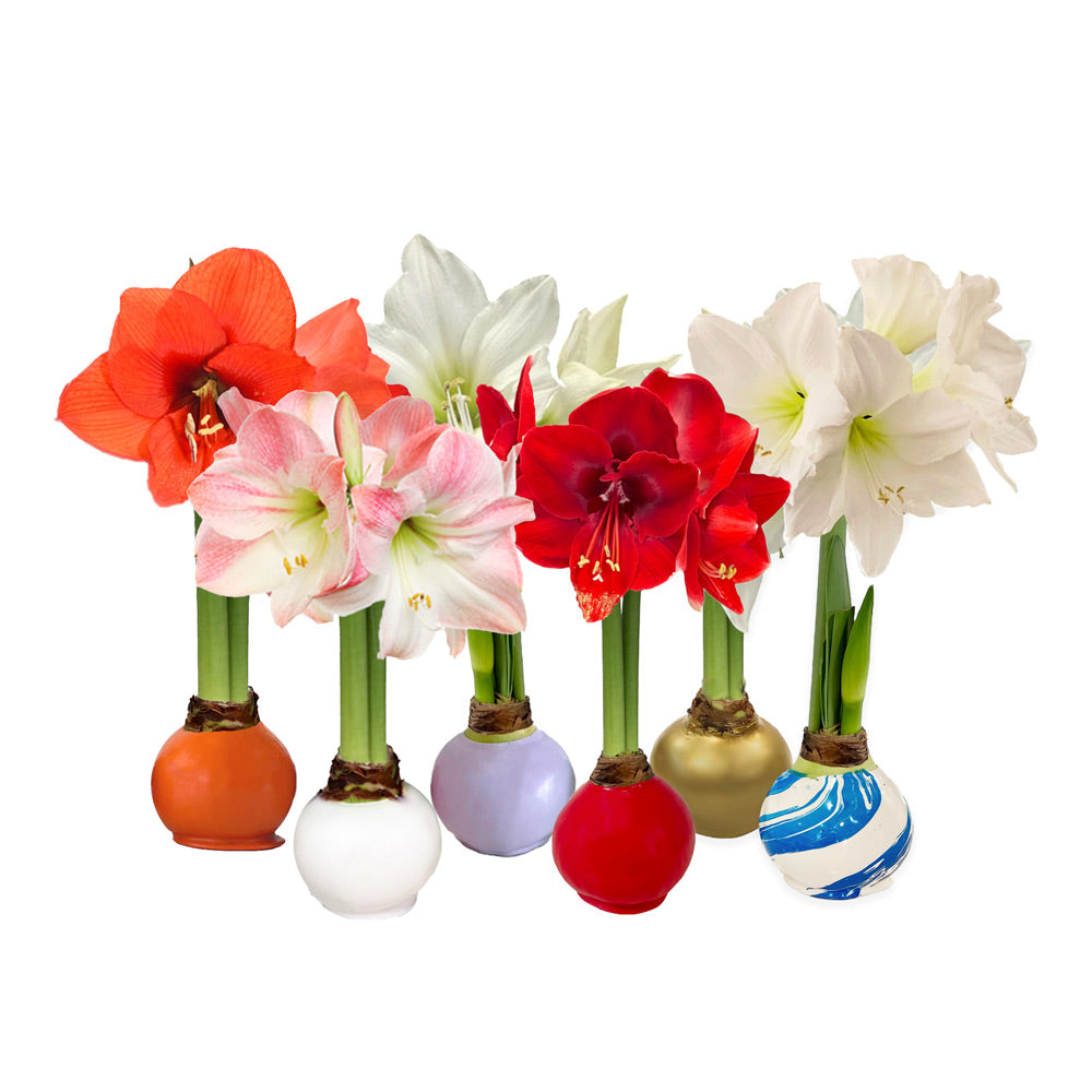 Wax-Dipped Amaryllis Bulb Subscription