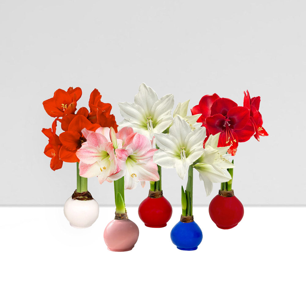 Wax-Dipped Amaryllis Bulb Subscription