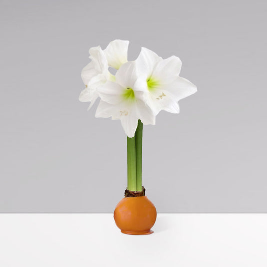 image of Fall Waxed Signature Amaryllis Bulb‎ with white blooms 