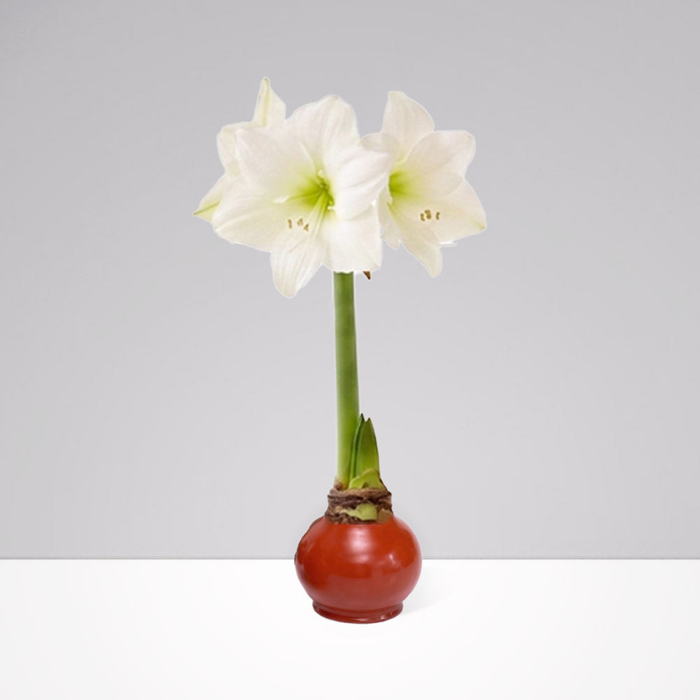 Fall Waxed Signature Amaryllis Bulb‎ with white blooms
