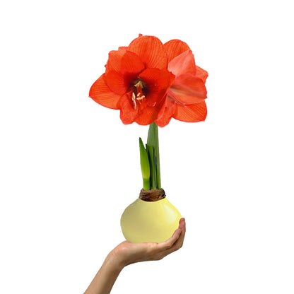 Butter Yellow Waxed Grande Amaryllis Bulb‎ with sovereign blooms