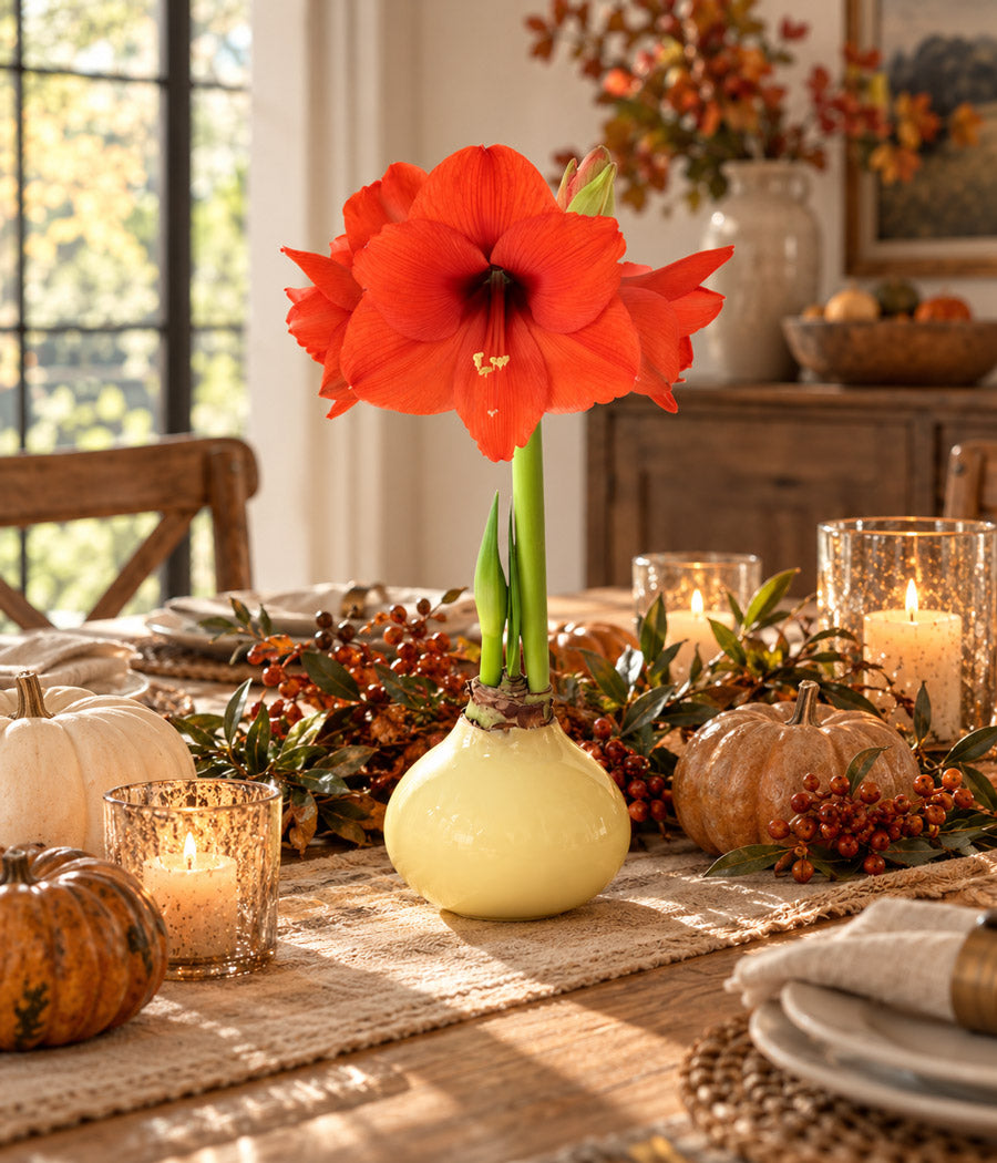 Butter Yellow Waxed Grande Amaryllis Bulb‎ with sovereign blooms