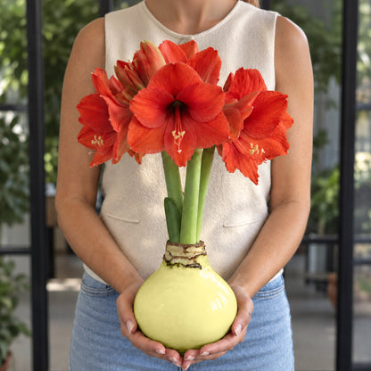 Butter Yellow Waxed Grande Amaryllis Bulb‎ with sovereign blooms