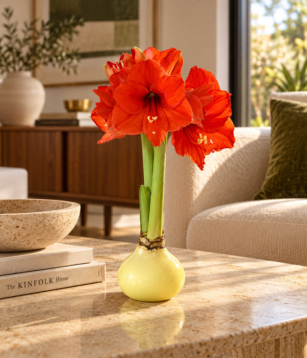 Butter Yellow Waxed Grande Amaryllis Bulb‎ with sovereign blooms