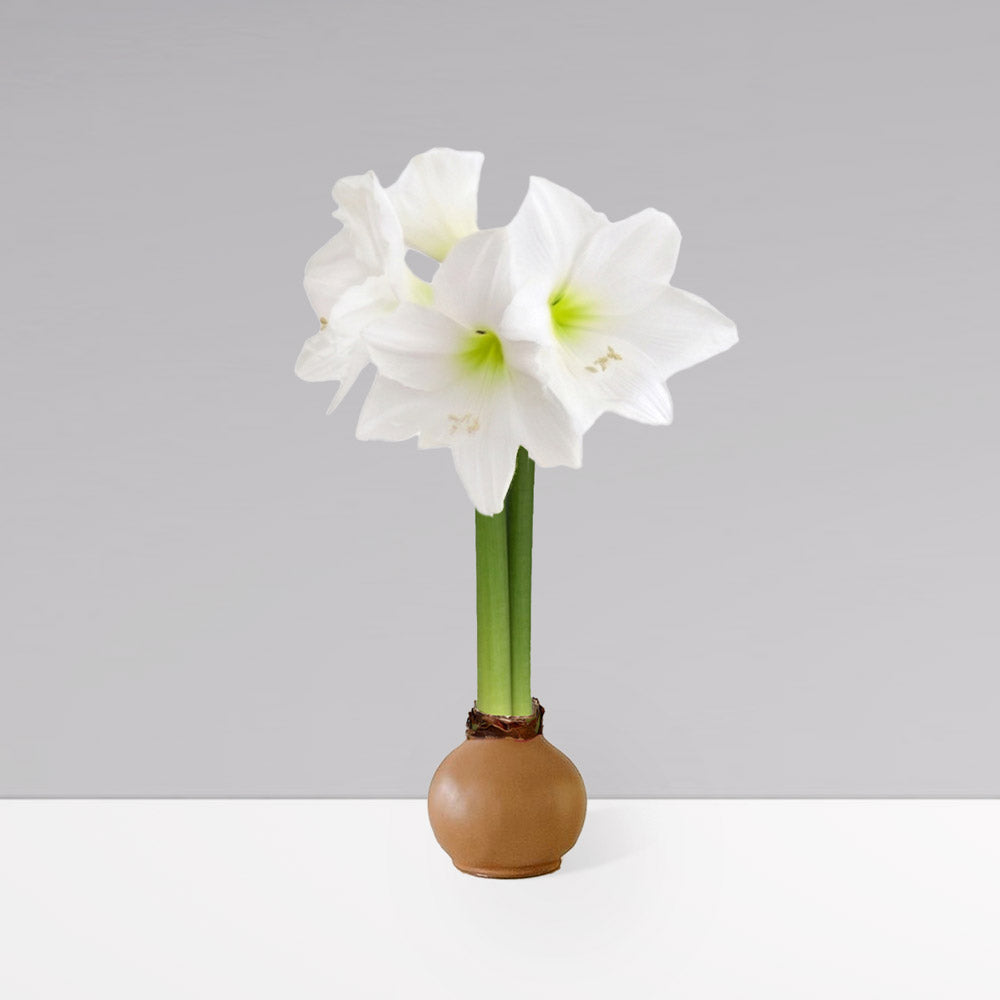 Fall Waxed Signature Amaryllis Bulb‎ with white blooms