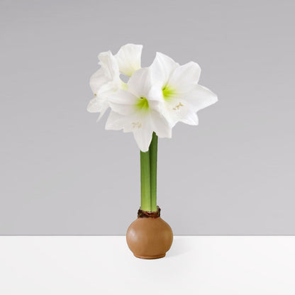 Fall Waxed Signature Amaryllis Bulb‎ with white blooms