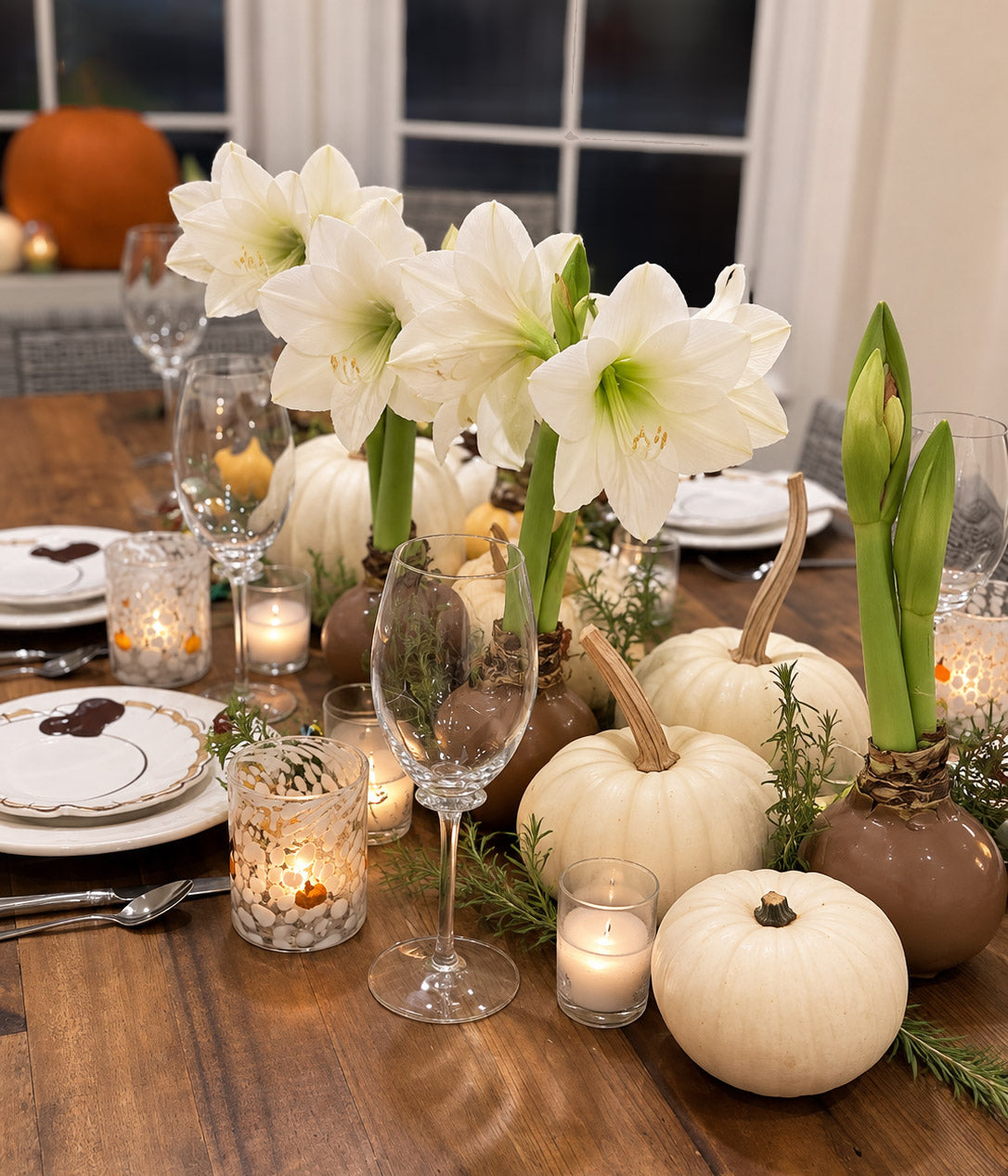 Fall Waxed Signature Amaryllis Bulb‎ with white blooms