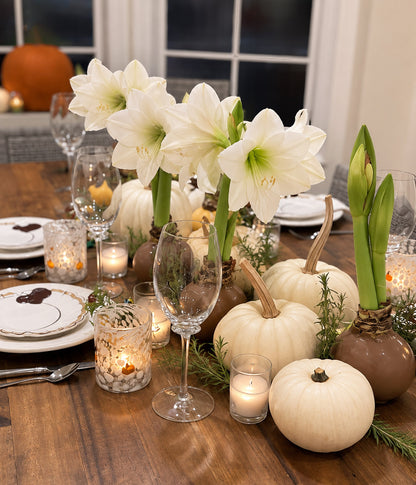 Fall Waxed Signature Amaryllis Bulb‎ with white blooms