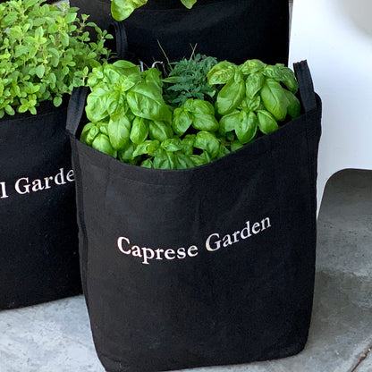 Caprese Garden Kit‎ with tomato + basil plants