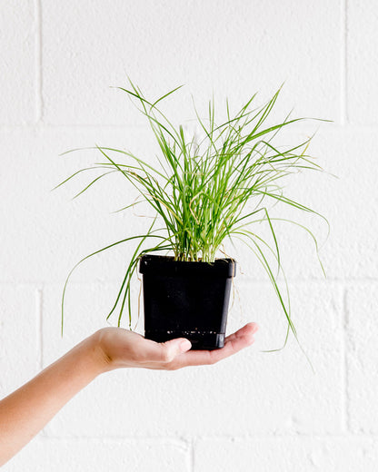 Taco Garden Plant Collection