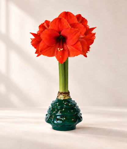 Christmas Tree Waxed Amaryllis Collector's Bulb‎ with sovereign blooms