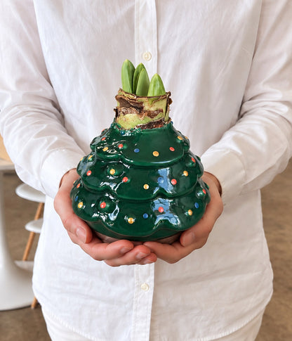 Christmas Tree Waxed Amaryllis Collector's Bulb‎ with sovereign blooms