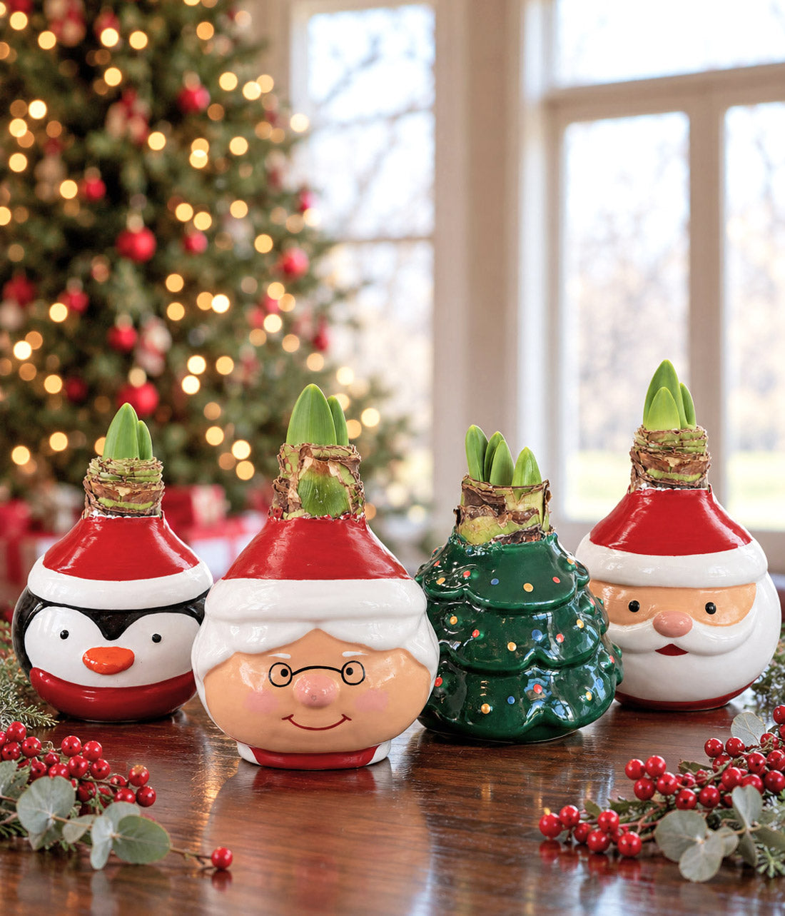 Christmas Tree Waxed Amaryllis Collector's Bulb‎ with sovereign blooms