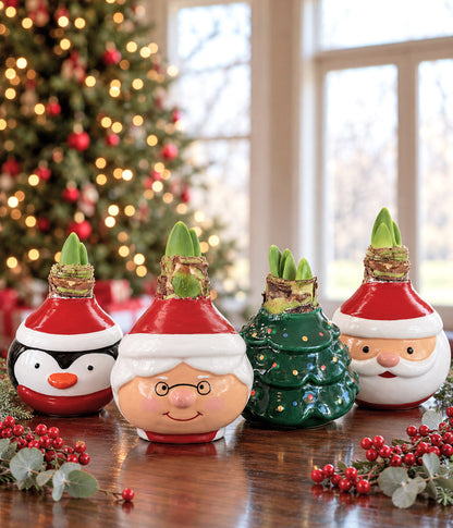 Christmas Tree Waxed Amaryllis Collector's Bulb‎ with sovereign blooms