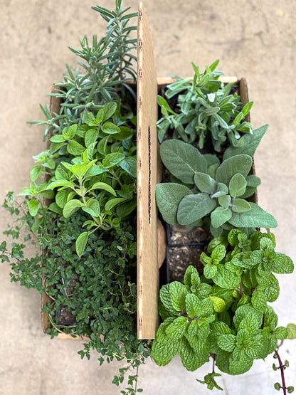 Culinary Herbs Plant Collection