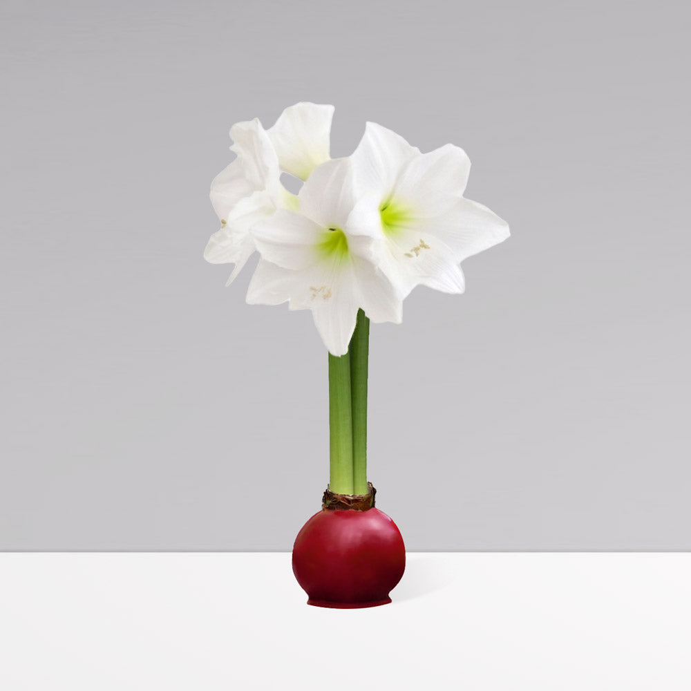 Fall Waxed Signature Amaryllis Bulb‎ with white blooms