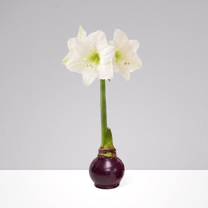 Fall Waxed Signature Amaryllis Bulb‎ with white blooms