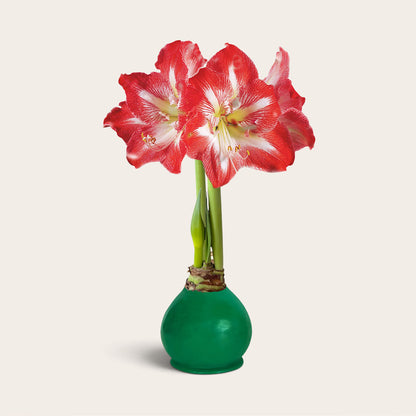 Jewel Tone Waxed Signature Amaryllis Bulb‎ with minerva blooms