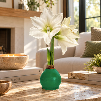 Fall Waxed Signature Amaryllis Bulb‎ with white blooms
