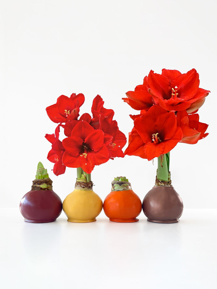 Fall Waxed Amaryllis Bulb‎ with sovereign blooms