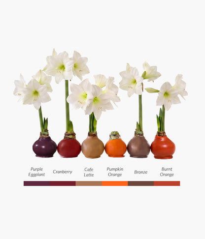 Fall Waxed Signature Amaryllis Bulb‎ with white blooms