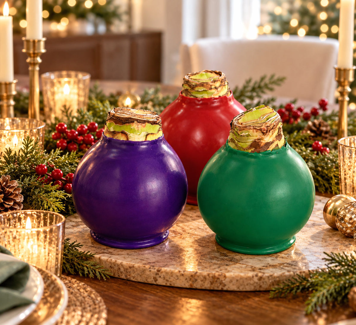 The Jewel Box Waxed Amaryllis Bulb Gift Set‎ with three minerva bulbs