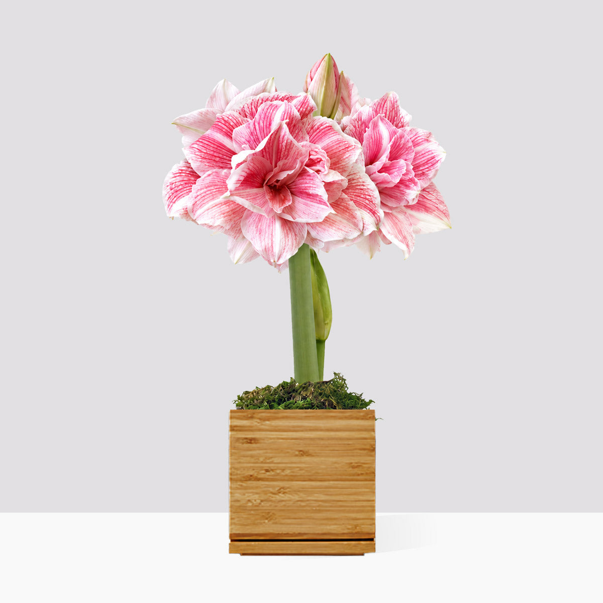 First Love Planted Amaryllis Bulb‎ with large, pink blooms