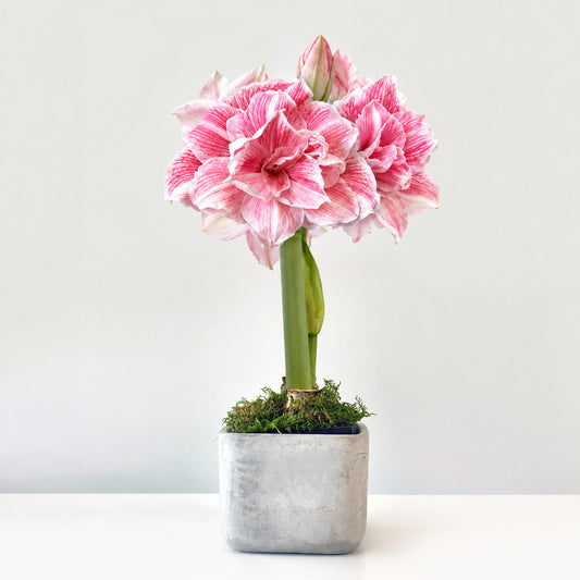 First Love Planted Amaryllis Bulb‎ with large, pink blooms image