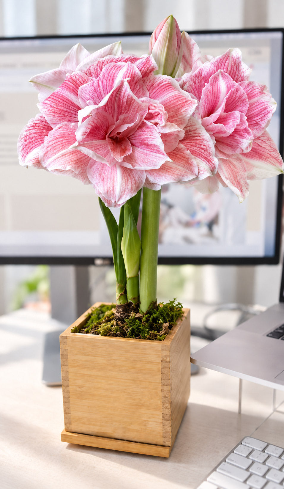 First Love Planted Amaryllis Bulb‎ with large, pink blooms