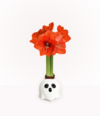 Ghost Waxed Amaryllis Collector's Bulb‎ with sovereign blooms