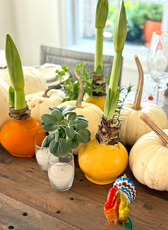 Giving Thanks Waxed Amaryllis Sovereign Bulb Gift Set