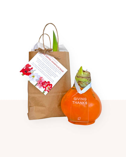 Giving Thanks Waxed Amaryllis Sovereign Bulb Gift Set