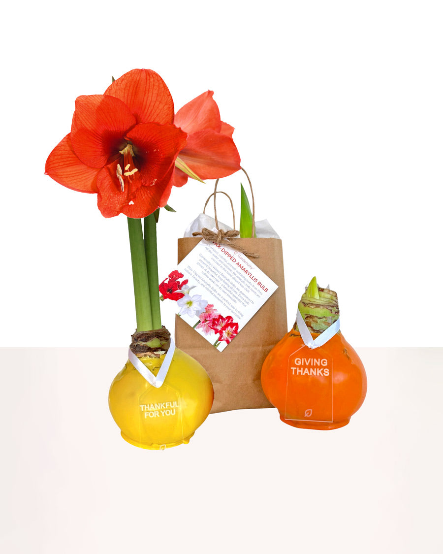 Giving Thanks Waxed Amaryllis Sovereign Bulb Gift Set