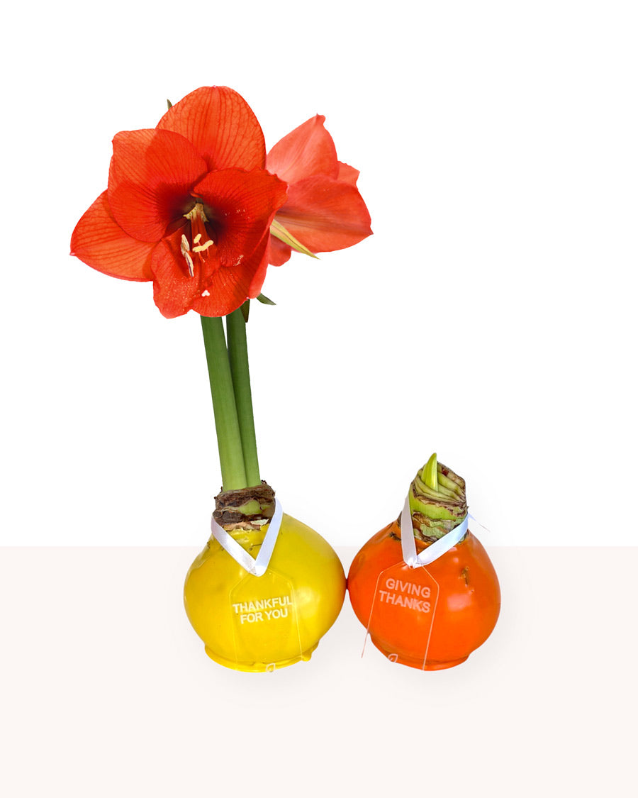 Giving Thanks Waxed Amaryllis Sovereign Bulb Gift Set