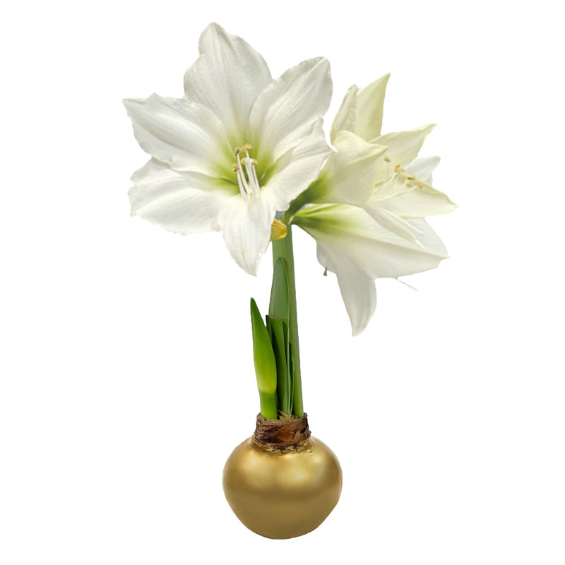 Holiday Waxed Amaryllis Bulb with XL White Blooms