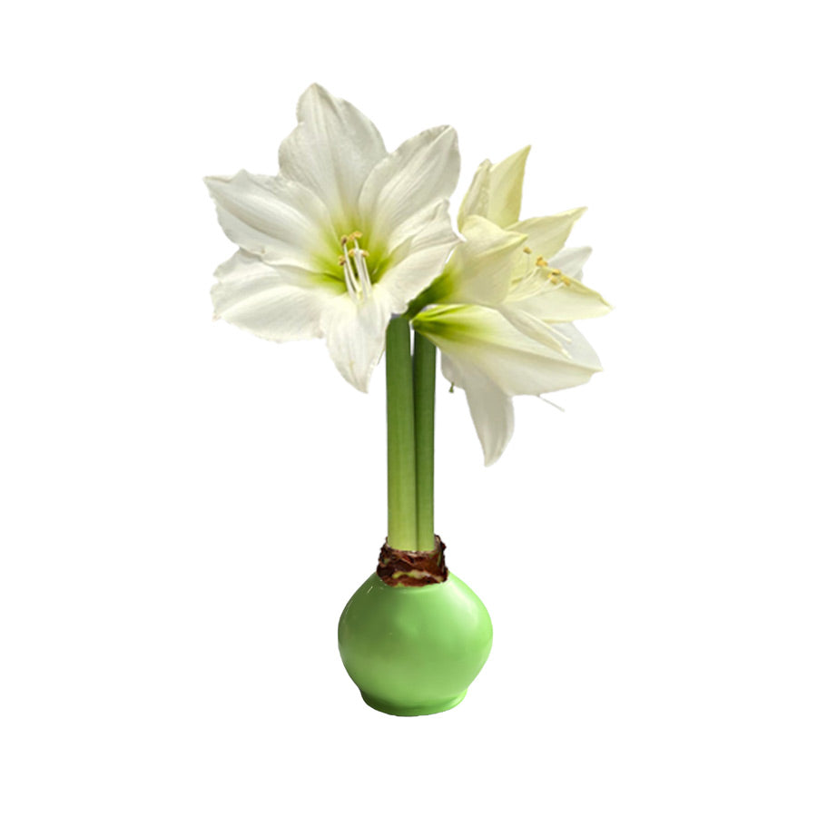 Spring Waxed Amaryllis Bulb‎ with white blooms